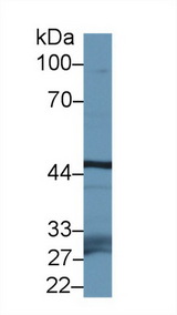 FBXL3 Antibody - Western Blot; Sample: Mouse Testis lysate; Primary Ab: 1µg/ml Rabbit Anti-Mouse FBXL3 Antibody Second Ab: 0.2µg/mL HRP-Linked Caprine Anti-Rabbit IgG Polyclonal Antibody