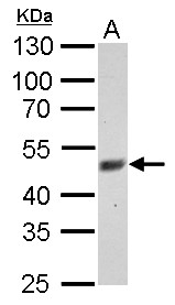 FBXL3 Antibody - FBXL3 antibody detects FBXL3 protein by Western blot analysis. A. 30 ug C2C12 whole cell lysate/extract. 10 % SDS-PAGE. FBXL3 antibody dilution:1:500