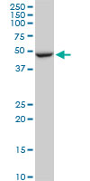 FBXL3 Antibody - FBXL3 monoclonal antibody (M03), clone 1A3. Western blot of FBXL3 expression in PC-12.