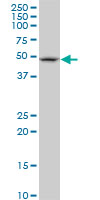 FBXL3 Antibody - FBXL3 monoclonal antibody (M03), clone 1A3. Western blot of FBXL3 expression in Raw 264.7.