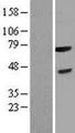 FBXL3 Protein - Western validation with an anti-DDK antibody * L: Control HEK293 lysate R: Over-expression lysate