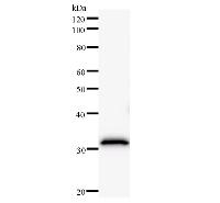 FBXL4 / FBL5 Antibody - Western blot analysis of immunized recombinant protein, using anti-FBXL4 monoclonal antibody.