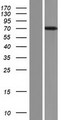 FBXL4 / FBL5 Protein - Western validation with an anti-DDK antibody * L: Control HEK293 lysate R: Over-expression lysate