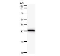 FBXO18 / FBH1 Antibody - Western blot analysis of immunized recombinant protein, using anti-FBXO18 monoclonal antibody.