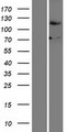 FBXO18 / FBH1 Protein - Western validation with an anti-DDK antibody * L: Control HEK293 lysate R: Over-expression lysate