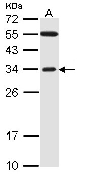 FBXO2 Antibody - Sample (30 ug of whole cell lysate). A: H1299. 12% SDS PAGE. FBXO2 antibody diluted at 1:1000.