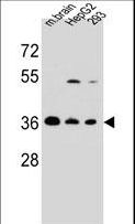 FBXO2 Antibody - FBXO2 Antibody western blot of mouse brain tissue and HepG2,293 cell line lysates (35 ug/lane). The FBXO2 antibody detected the FBXO2 protein (arrow).