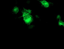 FBXO21 Antibody - Anti-FBXO21 mouse monoclonal antibody immunofluorescent staining of COS7 cells transiently transfected by pCMV6-ENTRY FBXO21.