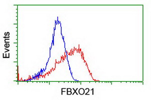 FBXO21 Antibody - Flow cytometry of HeLa cells, using anti-FBXO21 antibody (Red), compared to a nonspecific negative control antibody (Blue).
