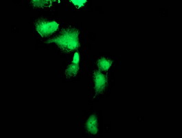 FBXO21 Antibody - Anti-FBXO21 mouse monoclonal antibody immunofluorescent staining of COS7 cells transiently transfected by pCMV6-ENTRY FBXO21.