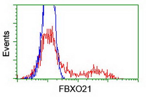 FBXO21 Antibody - HEK293T cells transfected with either overexpress plasmid (Red) or empty vector control plasmid (Blue) were immunostained by anti-FBXO21 antibody, and then analyzed by flow cytometry.