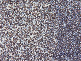 FBXO21 Antibody - IHC of paraffin-embedded Human tonsil using anti-FBXO21 mouse monoclonal antibody.