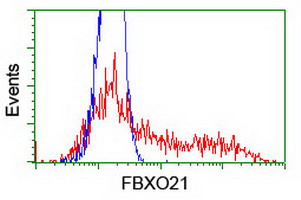 FBXO21 Antibody - HEK293T cells transfected with either overexpress plasmid (Red) or empty vector control plasmid (Blue) were immunostained by anti-FBXO21 antibody, and then analyzed by flow cytometry.