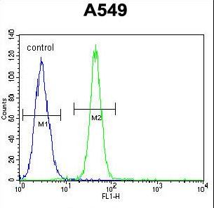 FBXO24 Antibody - FBXO24 Antibody flow cytometry of A549 cells (right histogram) compared to a negative control cell (left histogram). FITC-conjugated goat-anti-rabbit secondary antibodies were used for the analysis.