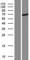 FBXO24 Protein - Western validation with an anti-DDK antibody * L: Control HEK293 lysate R: Over-expression lysate
