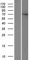 FBXO24 Protein - Western validation with an anti-DDK antibody * L: Control HEK293 lysate R: Over-expression lysate
