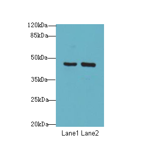 FBXO25 Antibody - Western blot. All lanes: FBXO25 antibody at 3 ug/ml. Lane 1: Mouse liver tissue. Lane 2: Mouse kidney tissue. Secondary Goat polyclonal to Rabbit IgG at 1:10000 dilution. Predicted band size: 43 kDa. Observed band size: 43 kDa.
