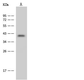 FBXO28 Antibody - Anti-FBXO28 rabbit polyclonal antibody at 1:500 dilution. Lane A: Hela Whole Cell Lysate. Lysates/proteins at 30 ug per lane. Secondary: Goat Anti-Rabbit IgG (H+L)/HRP at 1/10000 dilution. Developed using the ECL technique. Performed under reducing conditions. Predicted band size: 41 kDa. Observed band size: 41 kDa.