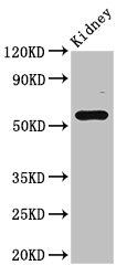 FBXO3 Antibody - Western Blot Positive WB detected in: Mouse kidney tissue All lanes: FBXO3 antibody at 4µg/ml Secondary Goat polyclonal to rabbit IgG at 1/50000 dilution Predicted band size: 55, 48, 47 kDa Observed band size: 55 kDa