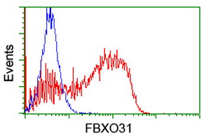 FBXO31 Antibody - HEK293T cells transfected with either overexpress plasmid (Red) or empty vector control plasmid (Blue) were immunostained by anti-FBXO31 antibody, and then analyzed by flow cytometry.
