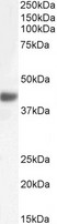 FBXO32 / Fbx32 Antibody - FBXO32 / Fbx32 antibody (0.3µg/ml) staining of Mouse Skeletal Muscle lysate (35µg protein in RIPA buffer). Detected by chemiluminescence.