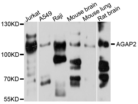 FBXO32 / Fbx32 Antibody - Western blot analysis of extracts of various cell lines.