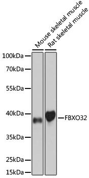 FBXO32 / Fbx32 Antibody - Western blot analysis of extracts of various cell lines using FBXO32 Polyclonal Antibody.