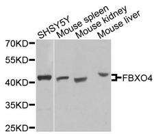 FBXO4 / FBX4 Antibody - Western blot analysis of extracts of various cells.