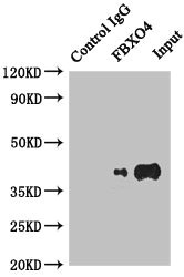 FBXO4 / FBX4 Antibody - Immunoprecipitating FBXO4 in HepG2 whole cell lysate Lane 1: Rabbit monoclonal IgG(1ug)instead of product in HepG2 whole cell lysate.For western blotting, a HRP-conjugated anti-rabbit IgG, specific to the non-reduced form of IgG was used as the Secondary antibody (1/50000) Lane 2: product(4ug)+ HepG2 whole cell lysate(500ug) Lane 3: HepG2 whole cell lysate (20ug)