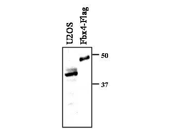 FBXO4 / FBX4 Antibody - Whole cell extracts prepared from U2OS cells, or insect Sf9 cells expressing Flag-FBX4, were resolved by SDS-PAGE and transferred to nitrocellulose. FBX4 antibody was used at a 1:500 dilution, in TBS buffer containing 0.1% Tween-20, followed by peroxidase conjugated anti-rabbit IgG.