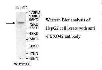 FBXO42 / JFK Antibody