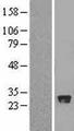 FBXO44 Protein - Western validation with an anti-DDK antibody * L: Control HEK293 lysate R: Over-expression lysate