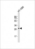FBXO45 Antibody - Anti-FBXO45 Antibody at 1:2000 dilution + HT-1080 whole cell lysates Lysates/proteins at 20 ug per lane. Secondary Goat Anti-Rabbit IgG, (H+L), Peroxidase conjugated at 1/10000 dilution Predicted band size : 31 kDa Blocking/Dilution buffer: 5% NFDM/TBST.
