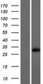FBXO45 Protein - Western validation with an anti-DDK antibody * L: Control HEK293 lysate R: Over-expression lysate
