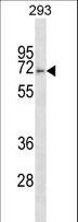 FBXO46 Antibody - FBXO46 Antibody western blot of 293 cell line lysates (35 ug/lane). The FBXO46 antibody detected the FBXO46 protein (arrow).