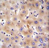 FBXO47 Antibody - FBXO47 Antibody immunohistochemistry of formalin-fixed and paraffin-embedded human liver tissue followed by peroxidase-conjugated secondary antibody and DAB staining.