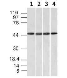 FBXO5 / EMI1 Antibody - Western blot testing of cell line lysates: 1) HeLa, 2) HepG2, 3) 293, 4) K562 with EMI1 antibody. Predicted molecular weight: 50/45 kDa (isoforms 1/2).  This image was taken for the unmodified form of this product. Other forms have not been tested.