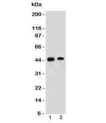 FBXO5 / EMI1 Antibody - Western blot testing of human 1) HeLa and 2) 293 lysate with EMI-1 antibody. Predicted molecular weight: 50/45 kDa (isoforms 1/2).  This image was taken for the unmodified form of this product. Other forms have not been tested.