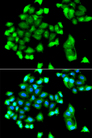 FBXO7 Antibody - Immunofluorescence analysis of A549 cells.