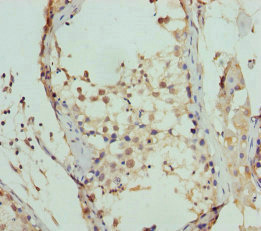 FBXO7 Antibody - Immunohistochemistry of paraffin-embedded human testis tissue at dilution of 1:100