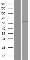 FBXO7 Protein - Western validation with an anti-DDK antibody * L: Control HEK293 lysate R: Over-expression lysate