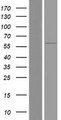 FBXO7 Protein - Western validation with an anti-DDK antibody * L: Control HEK293 lysate R: Over-expression lysate