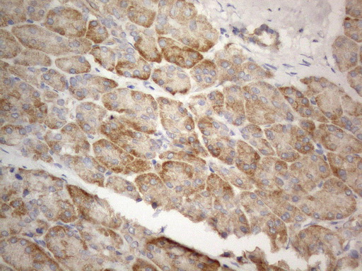 FBXO8 / FBX8 Antibody - Immunohistochemical staining of paraffin-embedded Human pancreas tissue within the normal limits using anti-FBXO8 mouse monoclonal antibody. (Heat-induced epitope retrieval by 1mM EDTA in 10mM Tris buffer. (pH8.5) at 120°C for 3 min. (1:150)