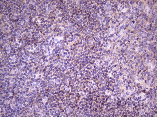FBXO8 / FBX8 Antibody - Immunohistochemical staining of paraffin-embedded Human lymph node tissue within the normal limits using anti-FBXO8 mouse monoclonal antibody. (Heat-induced epitope retrieval by 1 mM EDTA in 10mM Tris, pH8.5, 120C for 3min. (1:150)