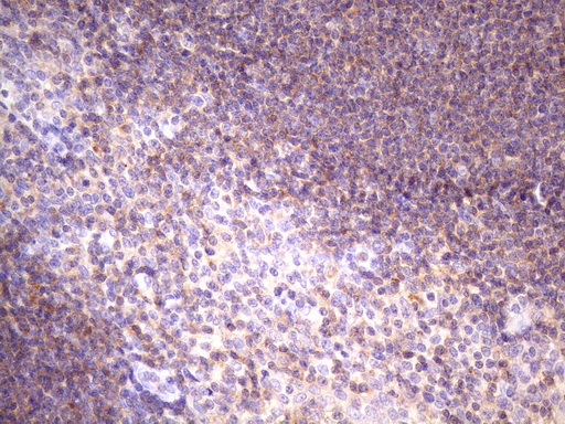 FBXO8 / FBX8 Antibody - Immunohistochemical staining of paraffin-embedded Human tonsil within the normal limits using anti-FBXO8 mouse monoclonal antibody. (Heat-induced epitope retrieval by 1 mM EDTA in 10mM Tris, pH8.5, 120C for 3min. (1:150)
