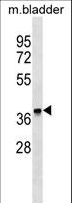 FBXO8 / FBX8 Antibody - FBXO8 Antibody western blot of mouse bladder tissue lysates (35 ug/lane). The FBXO8 antibody detected the FBXO8 protein (arrow).