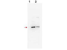 FBXW11 Antibody - Anti-bTrCP2 Antibody - Western Blot. Western blot of affinity purified anti-bTrCP2 antibody shows detection of mouse and human bTrCP2 (arrowhead) in NIH3T3 (lane 1) and 293 (lane 2) whole cell lysates, respectively. The band appears as a 58 kD protein, although a 62.1 kD band is predicted. The identity of faint higher molecular weight bands is not known. The primary antibody was used at a 1:200 dilution incubated in 5% BLOTTO overnight at 4C. Detection occurred using HRP conjugated Goat-anti-Rabbit IgG (LS-C60865) diluted 1:20000 in blocking buffer (p/n MB-070) for 1 h at 4C.