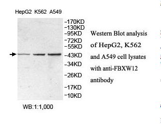 FBXW12 Antibody