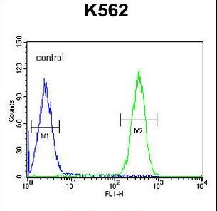 FBXW12 Antibody - FBXW12 Antibody flow cytometry of K562 cells (right histogram) compared to a negative control cell (left histogram). FITC-conjugated goat-anti-rabbit secondary antibodies were used for the analysis.