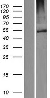 FBXW12 Protein - Western validation with an anti-DDK antibody * L: Control HEK293 lysate R: Over-expression lysate